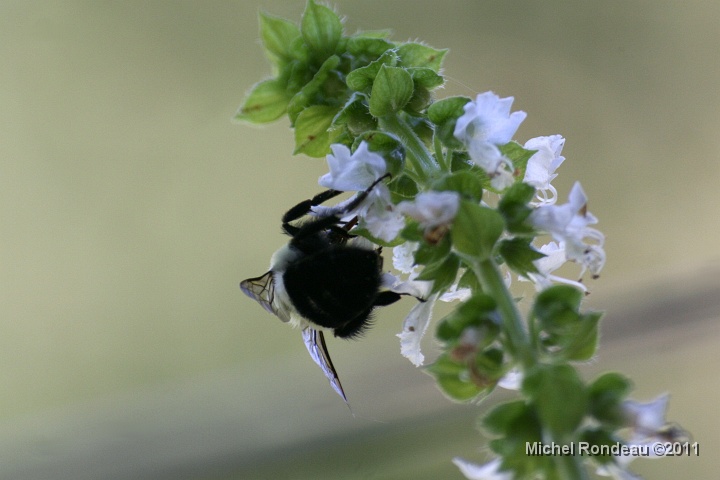img_6992C.jpg - Bourdon | Bumble Bee