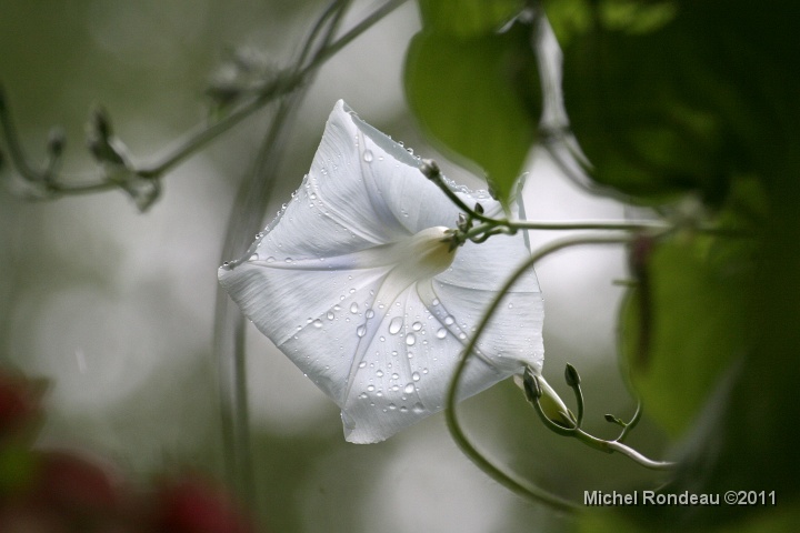 img_7383C.jpg - Fleur dans;a pluie | Flower in the rain