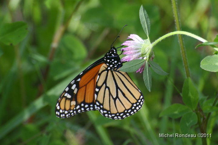 img_8762C.jpg - Papillon monarque | Monarch Butterfly