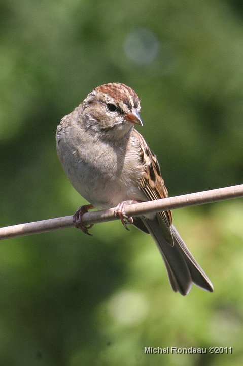 img_8772V.jpg - Bruant familier | Chipping Sparrow