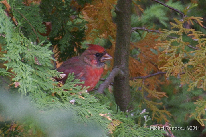 img_9027C.jpg - Jeune Cardinal prend ses couleurs | Young Cardinal taking its colors
