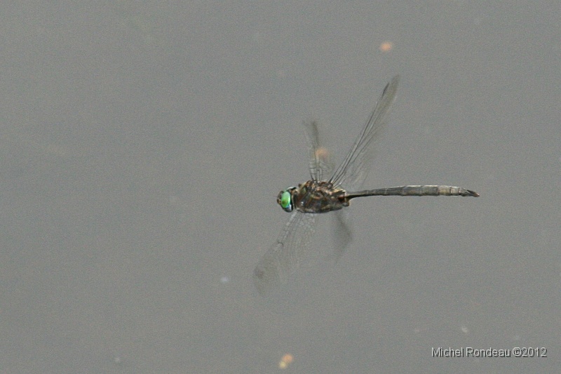img_0238C.jpg - Libellule | Dragonfly