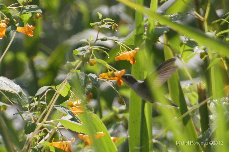 img_0330C.jpg - Colibri | Hummingbird