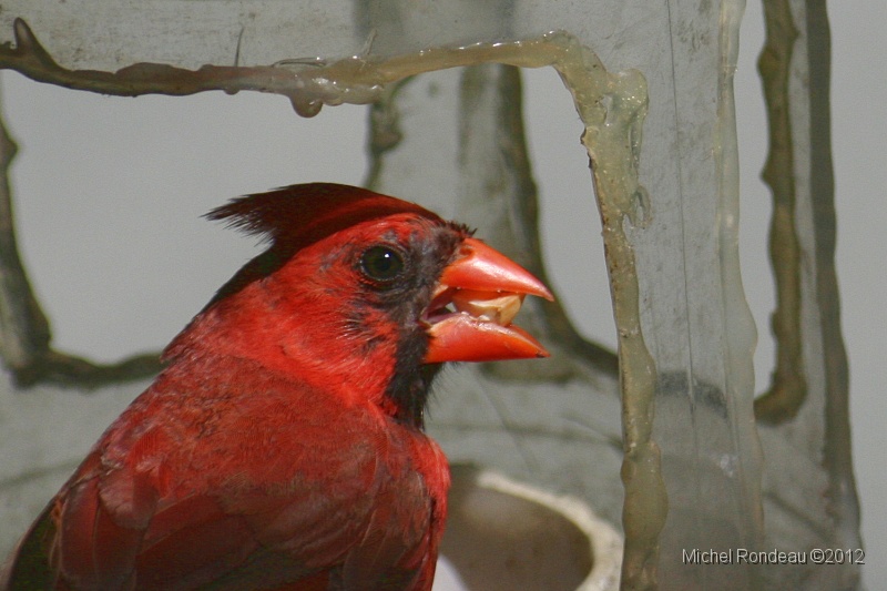 img_0733C.jpg - Cardinal rouge | Red Cardinal