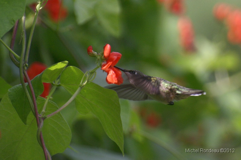 img_0771C.jpg - Colibri | Hummingbird