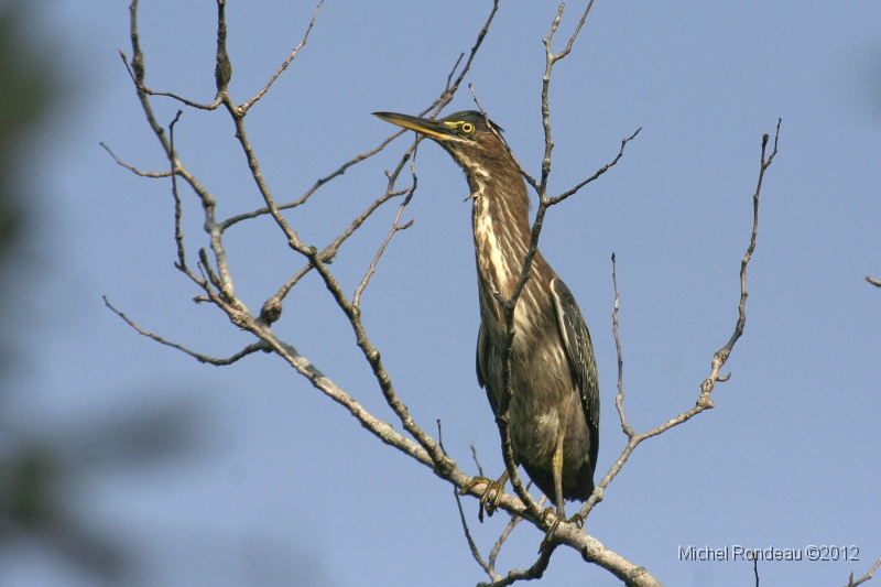 img_1820C.jpg - Héron vert | Green Heron