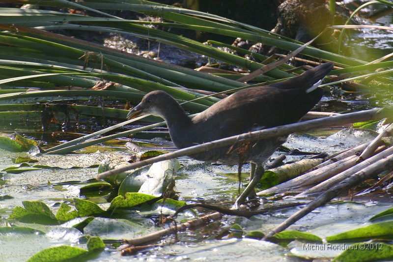 img_1856C.jpg - Gallinule poule-d'eau | Common Moorhen