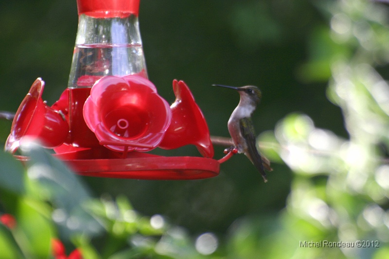 img_9702C.jpg - Colibri | Hummingbird