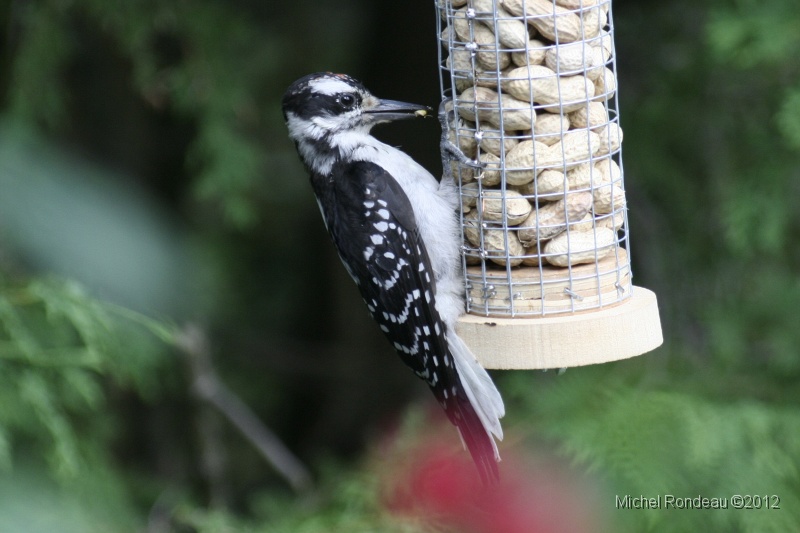 img_9740C.jpg - Pic dans ma nouvelle mangeoire à peanuts Woodpecker in my new peanut feeder