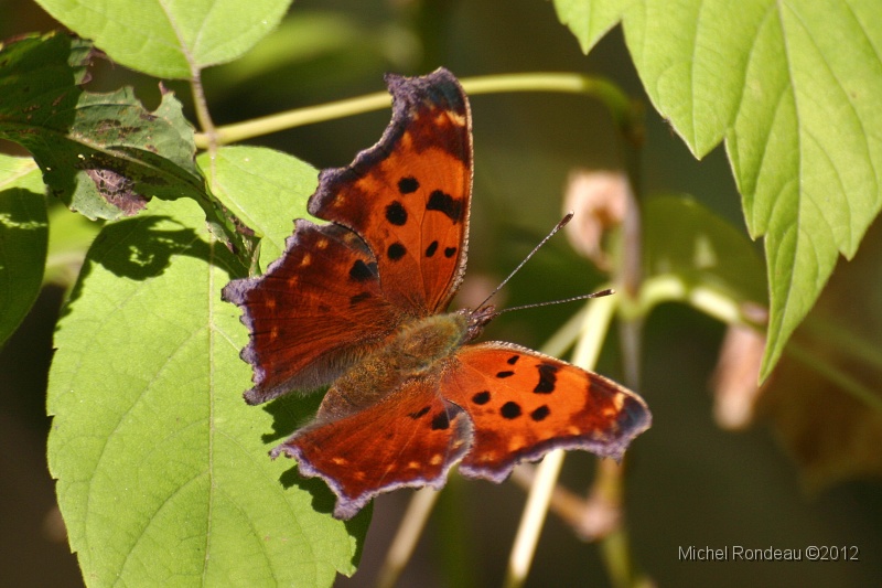img_2662C.jpg - Papillon | Butterfly