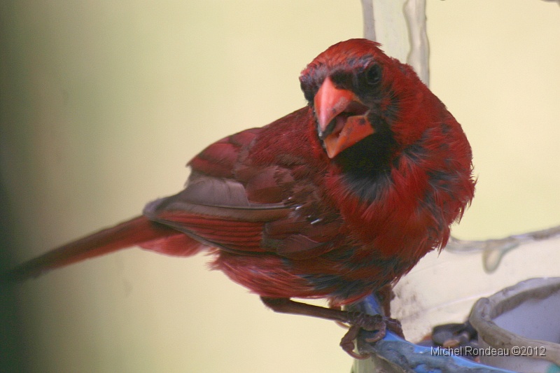 img_2680C.jpg - Cardinal rouge en mue | Northern Cardinal moulting