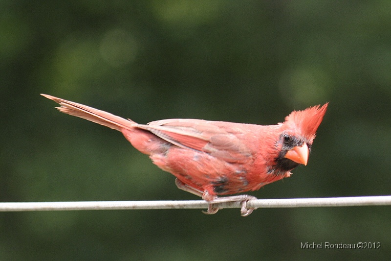 img_2918C.jpg - Cardinal rouge | Northern Cardinal