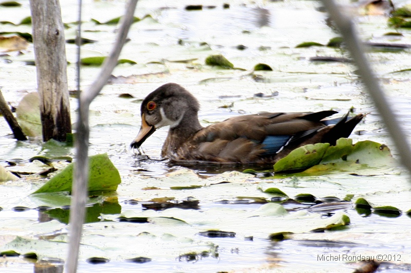 img_2993C.jpg - Jeune Canard branchu mâle | Young male Wood duck
