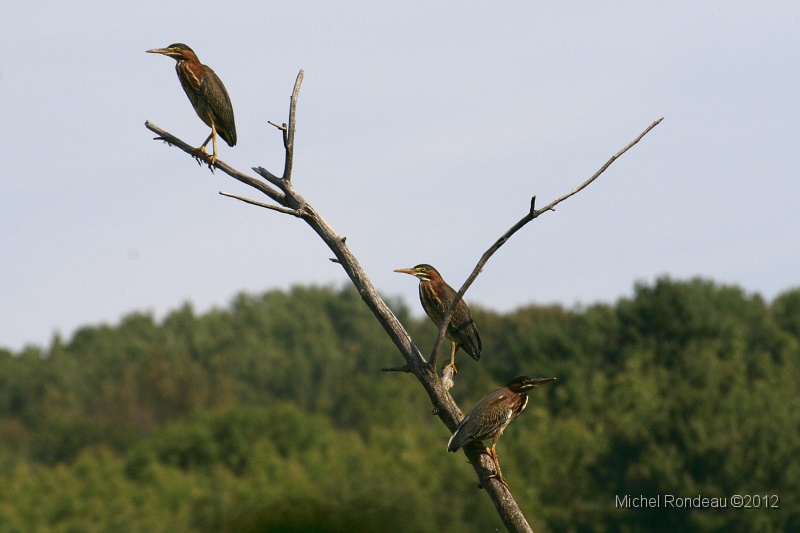 img_3319S.jpg - Le trio dynamique | The Dynamic Trio Hérons verts | Green Herons