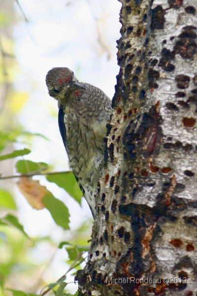 img_3395V.jpg - Jeune Pic maculé | Young Yellow-bellied Woodpecker