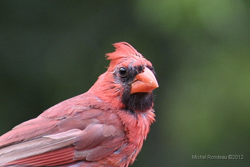 img_3463C.jpg - Cardinal rouge | Northern Cardinal