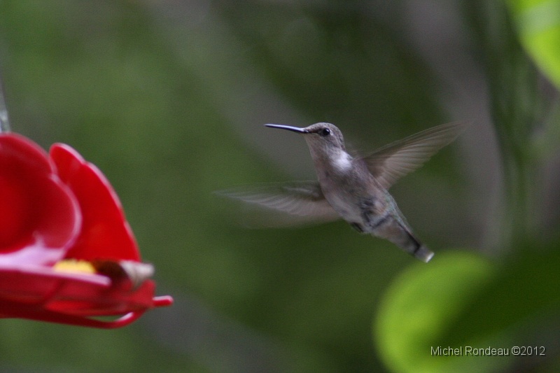 img_3511C.jpg - Colibri à gorge rubis | Ruby-throated Hummingbird