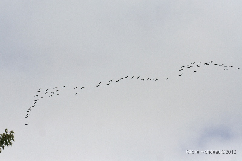 img_3555S.jpg - Voilier de Bernaches | Canada geese migrating