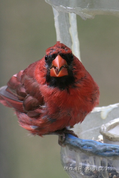 img_3572V.jpg - Cardinal rouge de près | Northern Cardinal up close