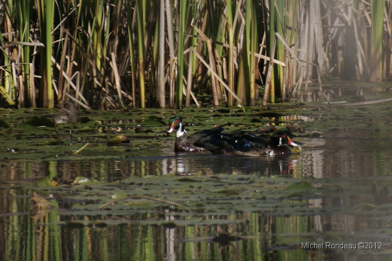 img_3710C.jpg - 2 Canards branchus mâles | 2 Male Wood Ducks