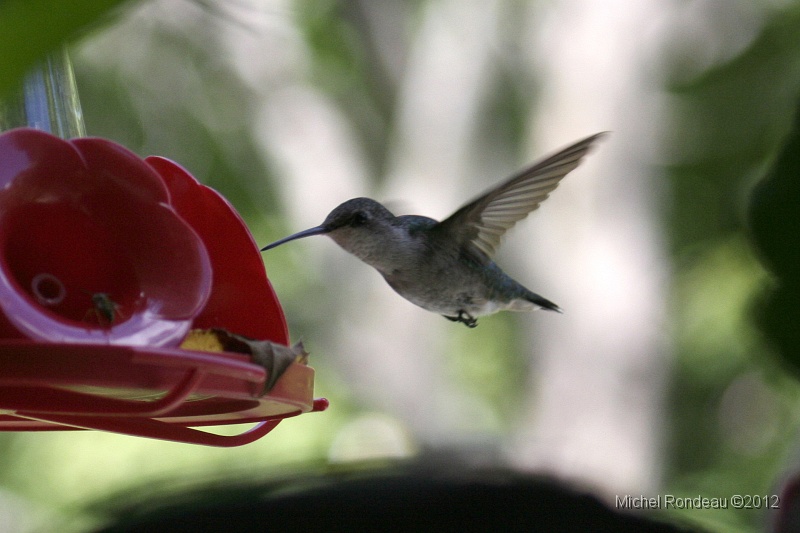 img_3735C.jpg - Colibri | Hummingbird Peut-être le dernier de la saison | Maybe the last of the Season
