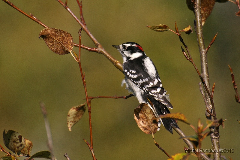 img_4093C.jpg - Pic mineur | Downy Woodpecker