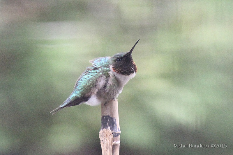 IMG_3618C.JPG - Colibri fait du poteau | Hummingbird standing on the post