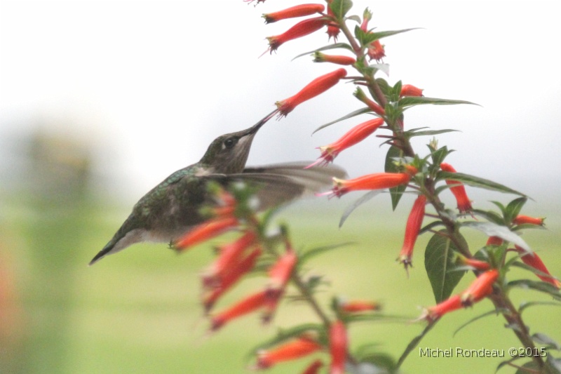 IMG_4149C.JPG - Colibri à gorge rubis | Ruby throated Hummingbird