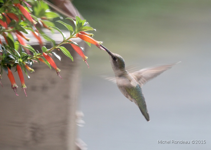 IMG_5009-7x5.JPG - Colibri à gorge rubis | Ruby throated Hummingbird