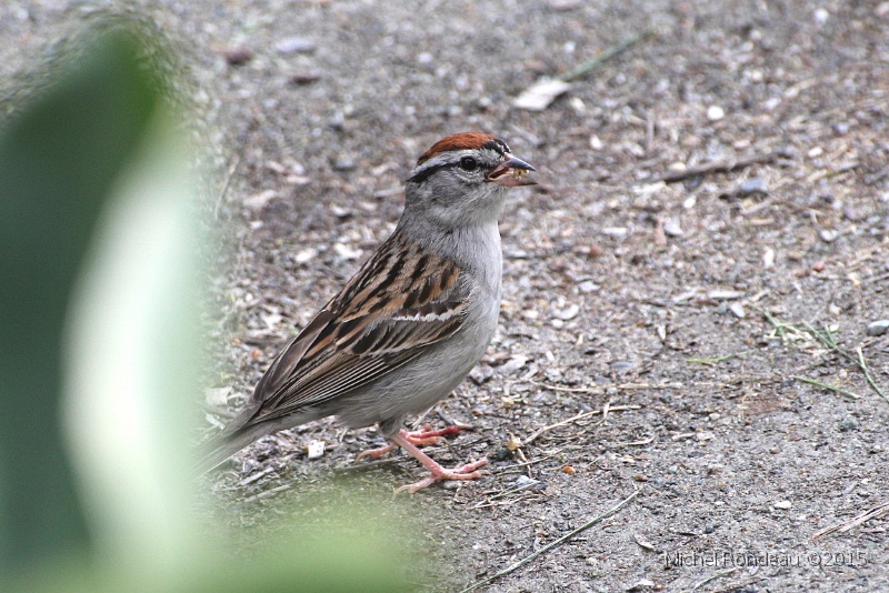 IMG_5039C.JPG - Bruant familier |Chipping Sparrow