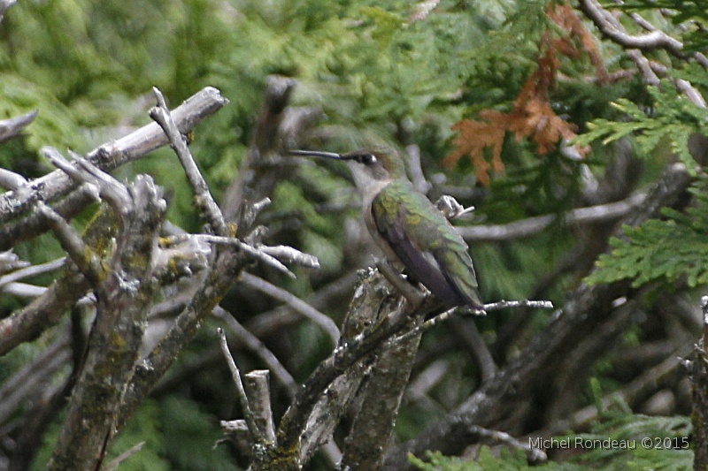 IMG_5085C.JPG - Colibri à gorge rubis | Ruby throated Hummingbird