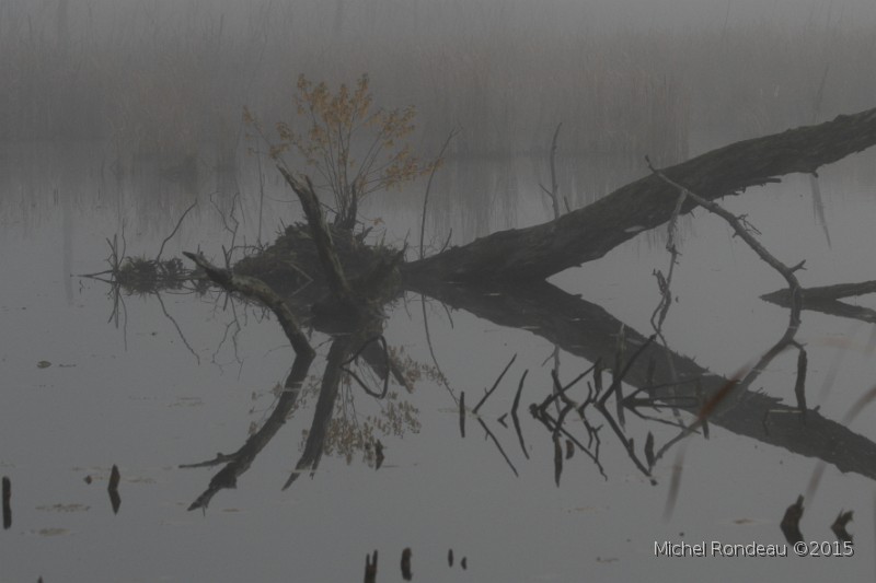 IMG_7458b.JPG - Marais dans le brouillard | Marsh in the Fog