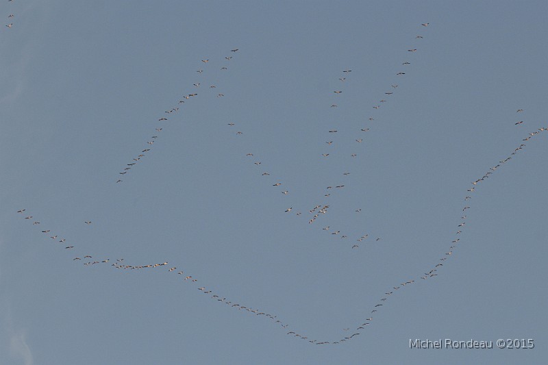 IMG_7718C.JPG - Voilier d'oies blanches | Snow Geese flock