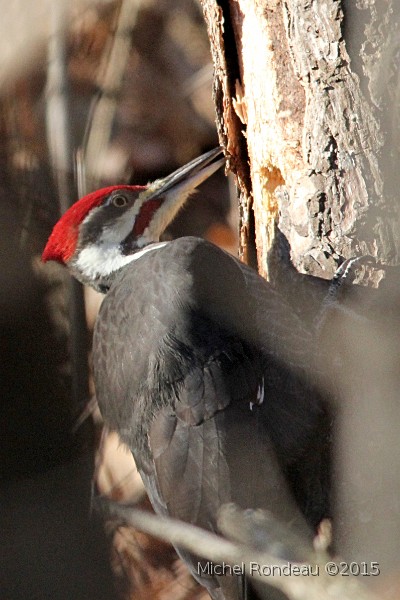IMG_7794C.JPG - Grand Pic mâle | Male Pileated Woopecker