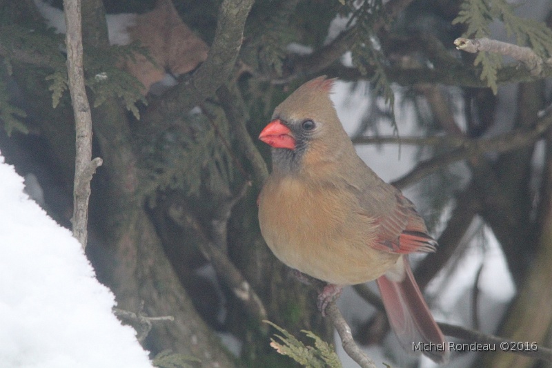 IMG_8542C.JPG - Cardinal rouge (femelle) | Northern Cardinal (female)
