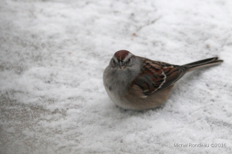 IMG_8566C.JPG - Bruant hudsonnien | Tree Sparrow