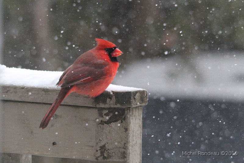 IMG_8662C.JPG - Cardinal rouge | Northern Cardinal