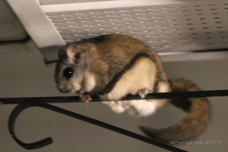 IMG_8746F.JPG - Palatouche (écureuil volant) | Northern Flying Squirrel