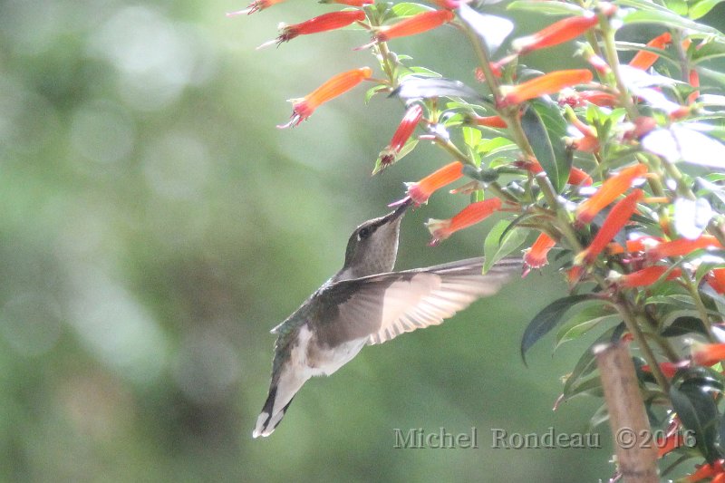 IMG_1587C.JPG - Colibri à gorge rubis | Ruby throated Hummingbird