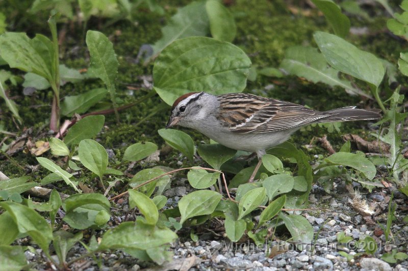 IMG_1622C.JPG - Bruant familier | Chipping Sparrow