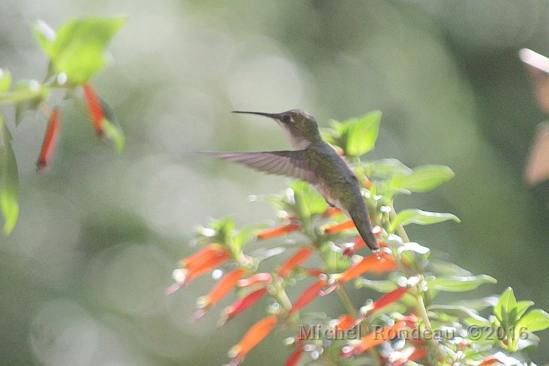 IMG_1739C.JPG - Colibri à gorge rubis | Ruby throated Hummingbird
