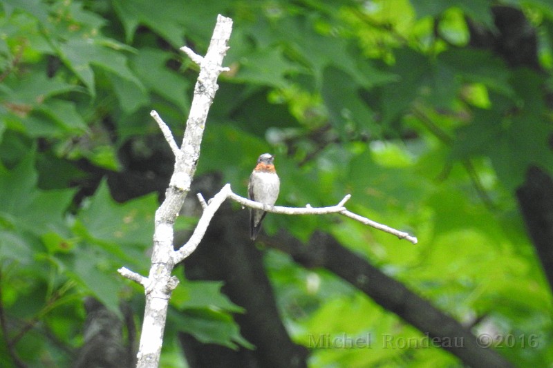 DSCN0232C.JPG - Colibri mâle faisant de la branche à environ 80 pieds  Male Hummingbird doing the branch at roughly 80 feet