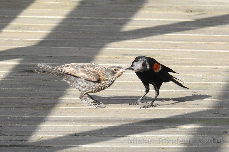 DSCN0401C.JPG - Carouge à épaulette nourissant| Redwing Blackbird feeding 