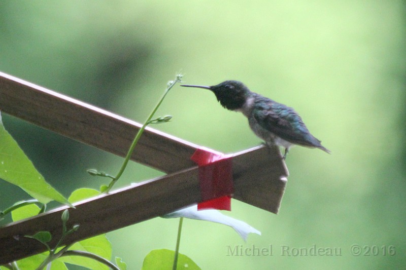 IMG_0368C.JPG - Colibri à gorge rubis (mâle)  | Ruby-throated Hummingbird (male)