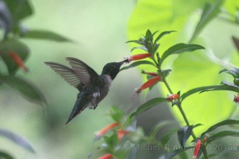 IMG_0378C.JPG - Colibri mâle | Male Hummingbird 