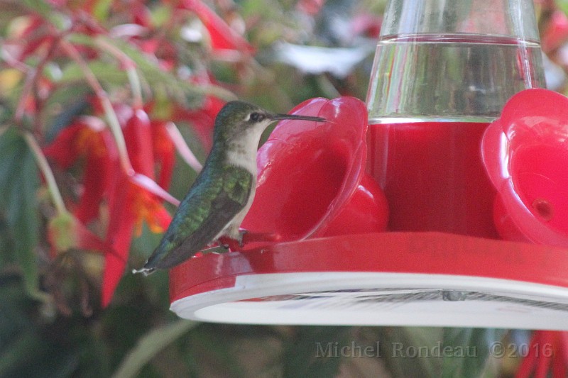 IMG_0407C.JPG - Colibri à gorge rubis (femelle)  | Ruby-throated Hummingbird (female)