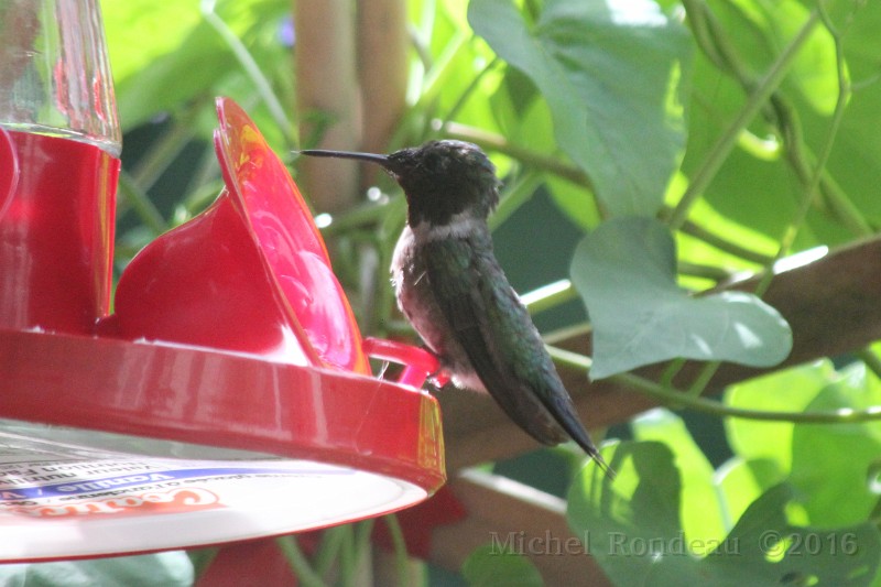 IMG_0664C.JPG - Colibri mâle en mue | Hummingbird moulting