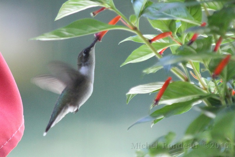 IMG_1211C.JPG - Colibri dans les cupheas | Hummingbird in the cupheas