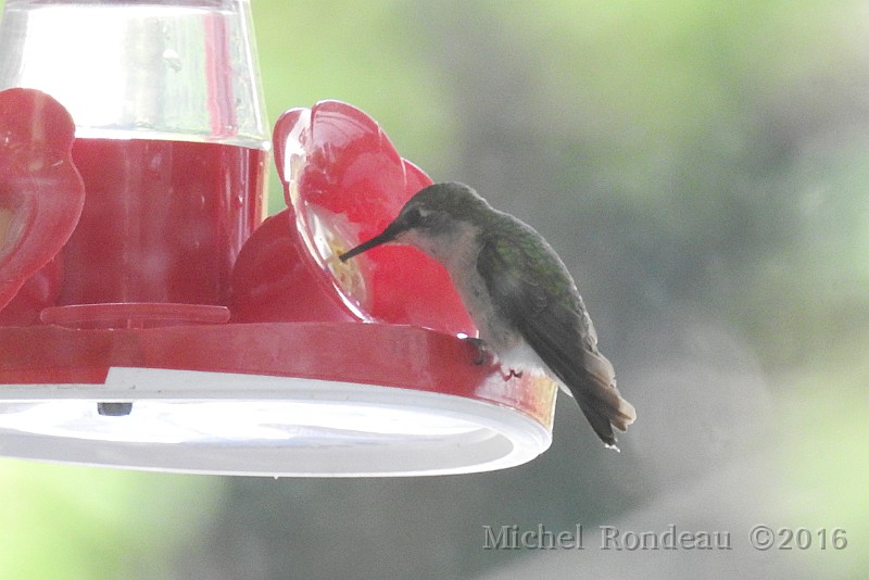 DSCN0752C.JPG - Colibri à gorge rubis | Ruby-throated Hummingbird 