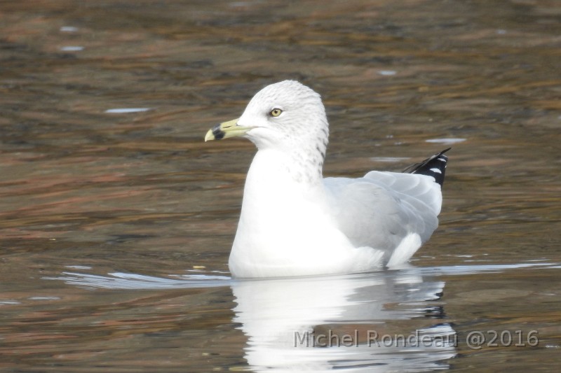 DSCN1559C.JPG - Goéland à bec cerclé | Ring-billed gull